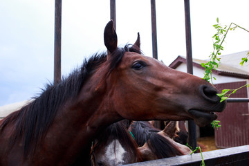 Beautiful young horse