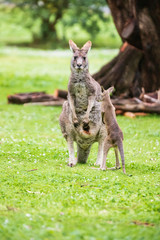 Morning Grace: A Kangaroo and Joey in Tower Hill Reserve, Victoria