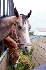 Obraz premium Horses on the farm