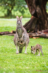 Morning Grace: A Kangaroo and Joey in Tower Hill Reserve, Victoria