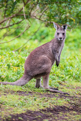 Wallaby, Tower Hill Reserve