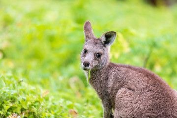 Wallaby, close up, Tower Hill Reserve
