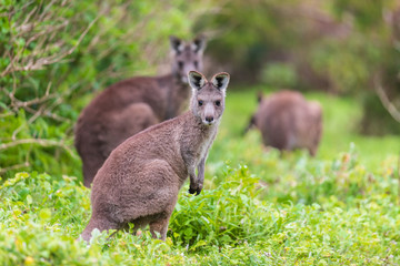 Group of Wallaby, Tower Hill Reserve