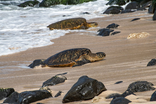 two green sea turtles emerging from the ocean on Maui, Hawaii
