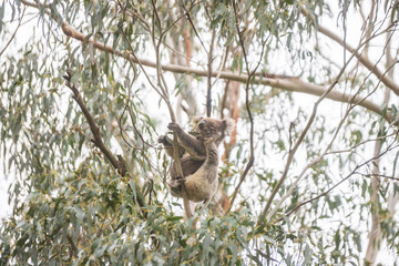 Koala on Tree