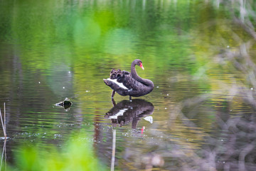 Black Swan, Tower Hill  Reserve