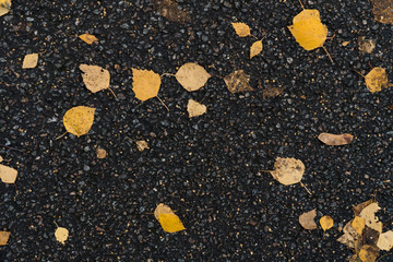 Fototapeta premium Graphic resources abstract textured background of an asphalt road in a park covered with autumn foliage
