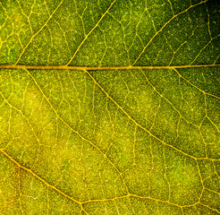 Background image of a leaf of a tree close up. A green leaf of a tree is a big magnification. Macro shooting.