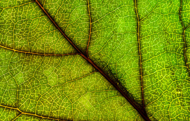 Naklejka na ściany i meble Background image of a leaf of a tree close up. A green leaf of a tree is a big magnification. Macro shooting.