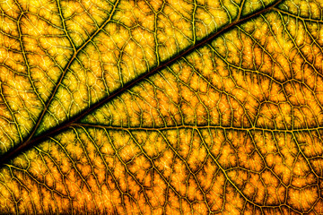 Background image of a leaf of a tree close up. A green leaf of a tree is a big magnification. Macro shooting.