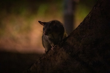 Brushtail Possum at Night