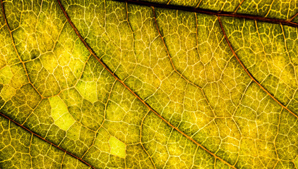 Background image of a leaf of a tree close up. A green leaf of a tree is a big magnification. Macro shooting.