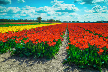 Beautiful spring landscape with fresh colorful tulip fields in Netherlands