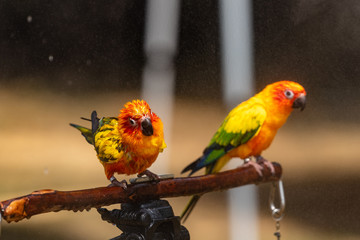 A pair of colorful Sun Parakeet
