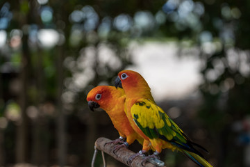 A pair of colorful Sun Parakeet