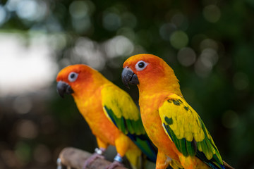 Fototapeta na wymiar A pair of colorful Sun Parakeet