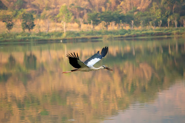 Openbill stork Birds (A. oscitans)  are flying over the river and in the background mountains. A large fish-eating bird is flying for food over the canal.