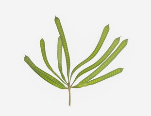 Green seed of River tamarind (Leucaena leucocephala) isolated on white background, Common names include white leadtree, jumbay, river tamarind, subabul, and white popinac.