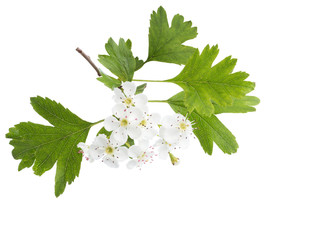Blossoming branch of Hawthorn (May-tree) with white flowers and green leaves isolated on white...