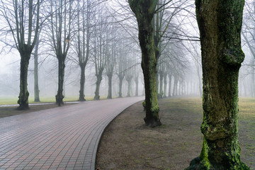  Thick dense fog with poor visibility on a cold winter morning in the park.