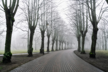  Thick dense fog with poor visibility on a cold winter morning in the park.
