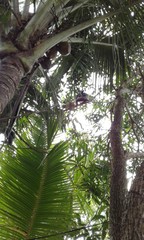 Fototapeta premium palm tree in garden