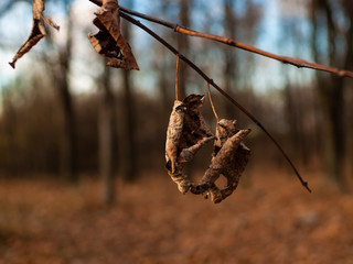 dry leaf hanging on a tree in autumn, Moscow