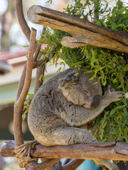 Koala is a species of marsupials that lives in Australia