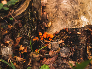 orange mushrooms on a stump in autumn, Moscow