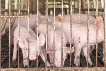 piggy face in iron cage in agriculture farm