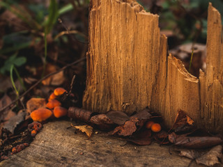 orange mushrooms on a stump in autumn, Moscow