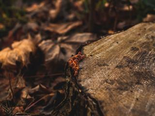 orange mushrooms on a stump in autumn, Moscow