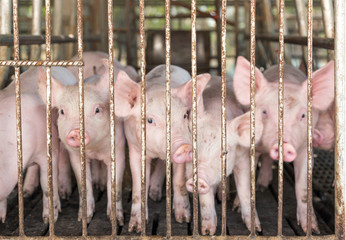 piggy face in iron cage in agriculture farm © Yanukit