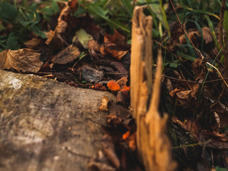 orange mushrooms on a stump in autumn, Moscow