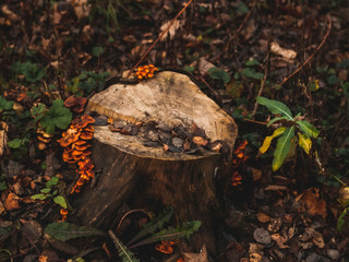orange mushrooms on a stump in autumn, Moscow