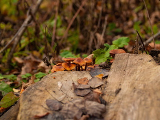 orange mushrooms on a stump in autumn, Moscow