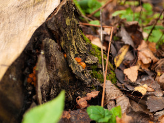 orange mushrooms on a stump in autumn, Moscow