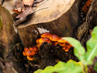 orange mushrooms on a stump in autumn, Moscow