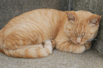 野良猫