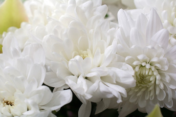 chrysanthemum flower close up macro
