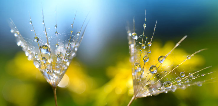 Macro photo of dandelion seed with water drops. Spring background. Beauty of nature.