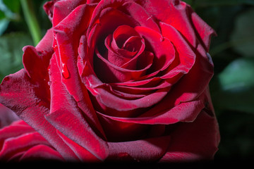 flower rose close up macro