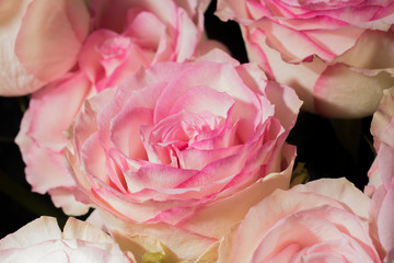 flower rose close up macro