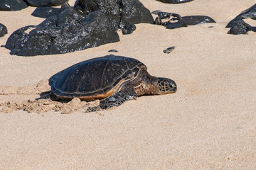 green sea turtle on the beach in Hawaii