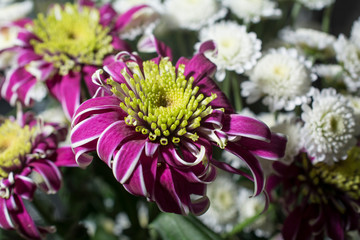 Obraz premium chrysanthemum flower close up macro