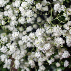 background of white flowers close up macro