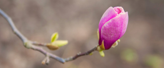 Pink magnolia flower on a spring tree. Blooming garden. Close-up. Soft focus. Panorama.