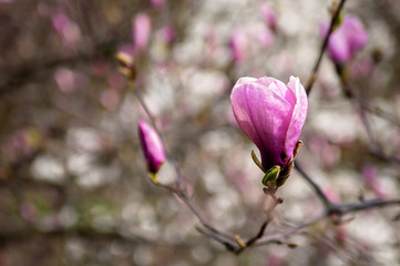 Pink magnolia flower on a tree branch in spring. Soft focus. Close-up. Floral texture.