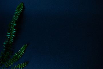 Tropical fern leaves in a mysterious blue neon light on a blue background, copy text, soft focus