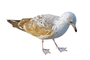 White and grey seagull isolated on white